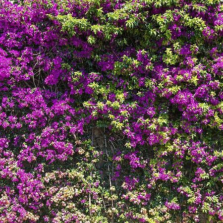 B&B Renalu Verbania Exteriér fotografie