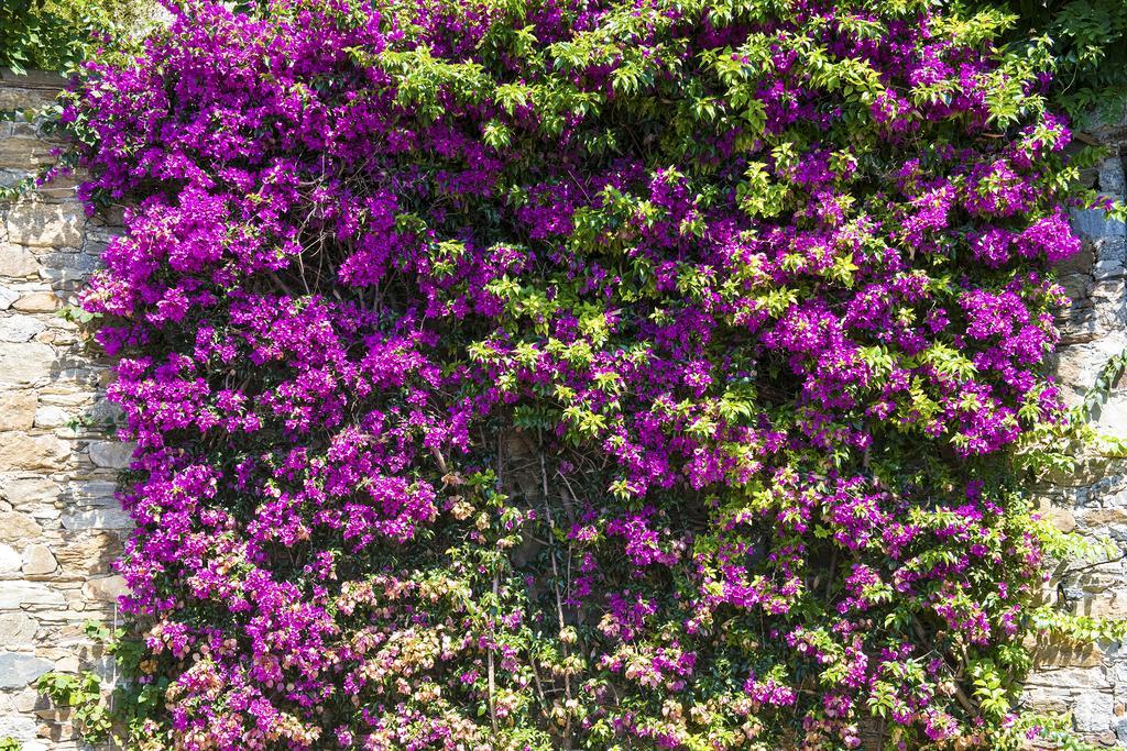 B&B Renalu Verbania Exteriér fotografie